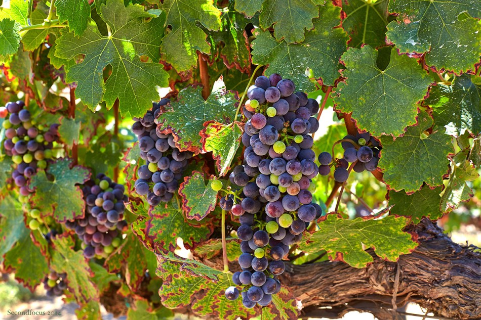 Wine Grapes