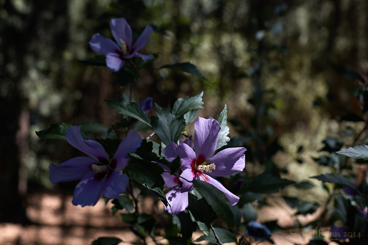 Olive & Wine Festival