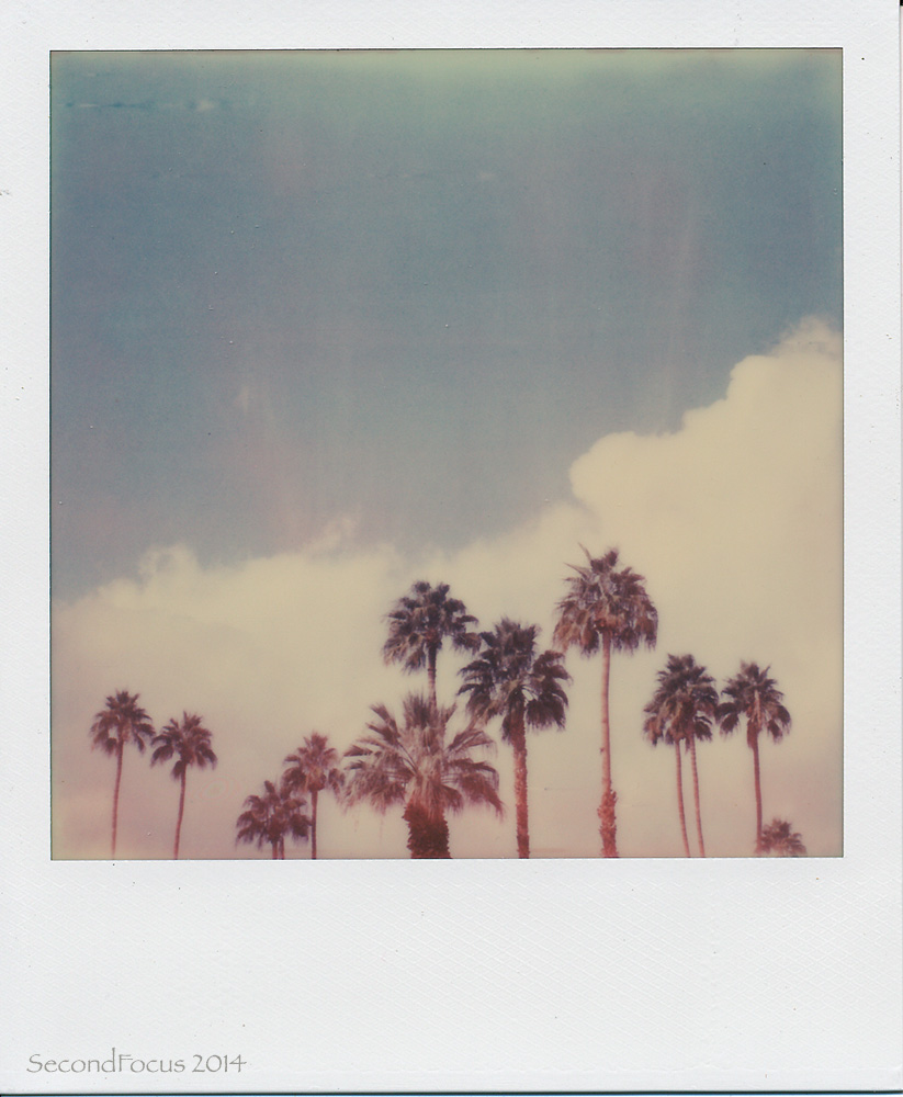 Palm Trees And Clouds
