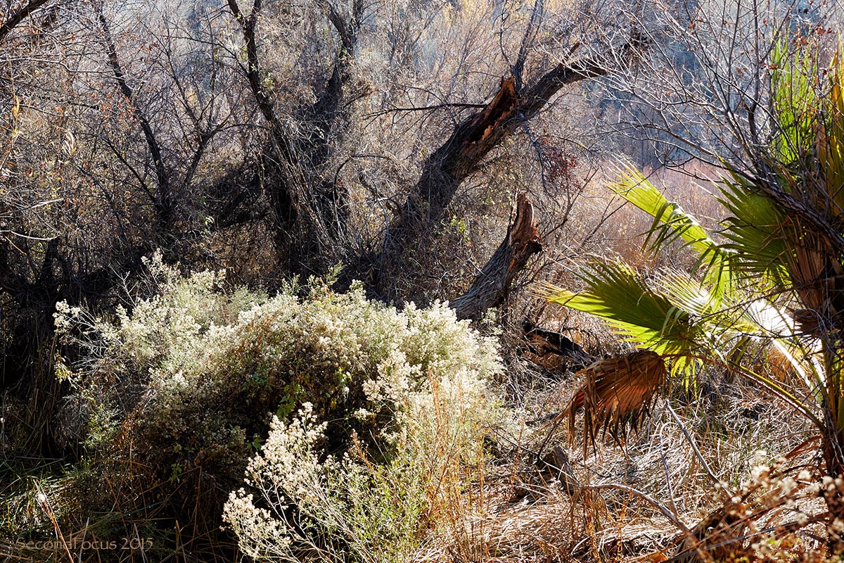Big Morongo Preserve