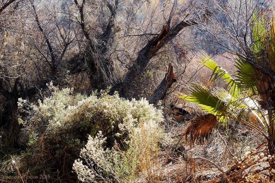 Big Morongo Preserve