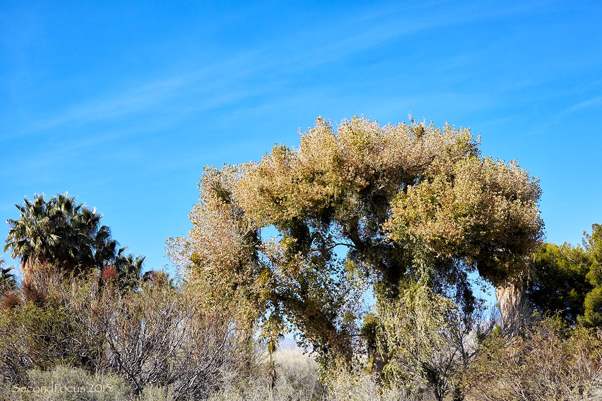 Big Morongo Preserve