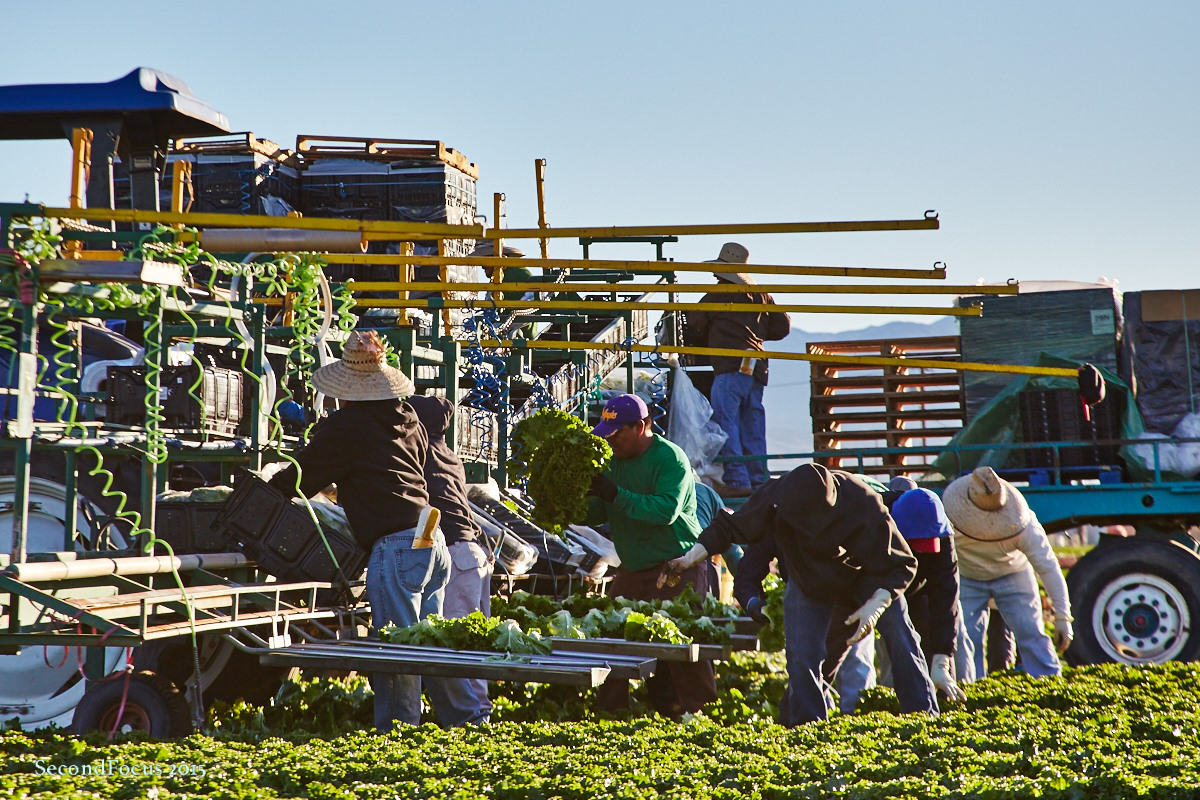 Farm Workers