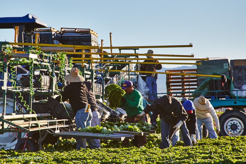 Farm Workers