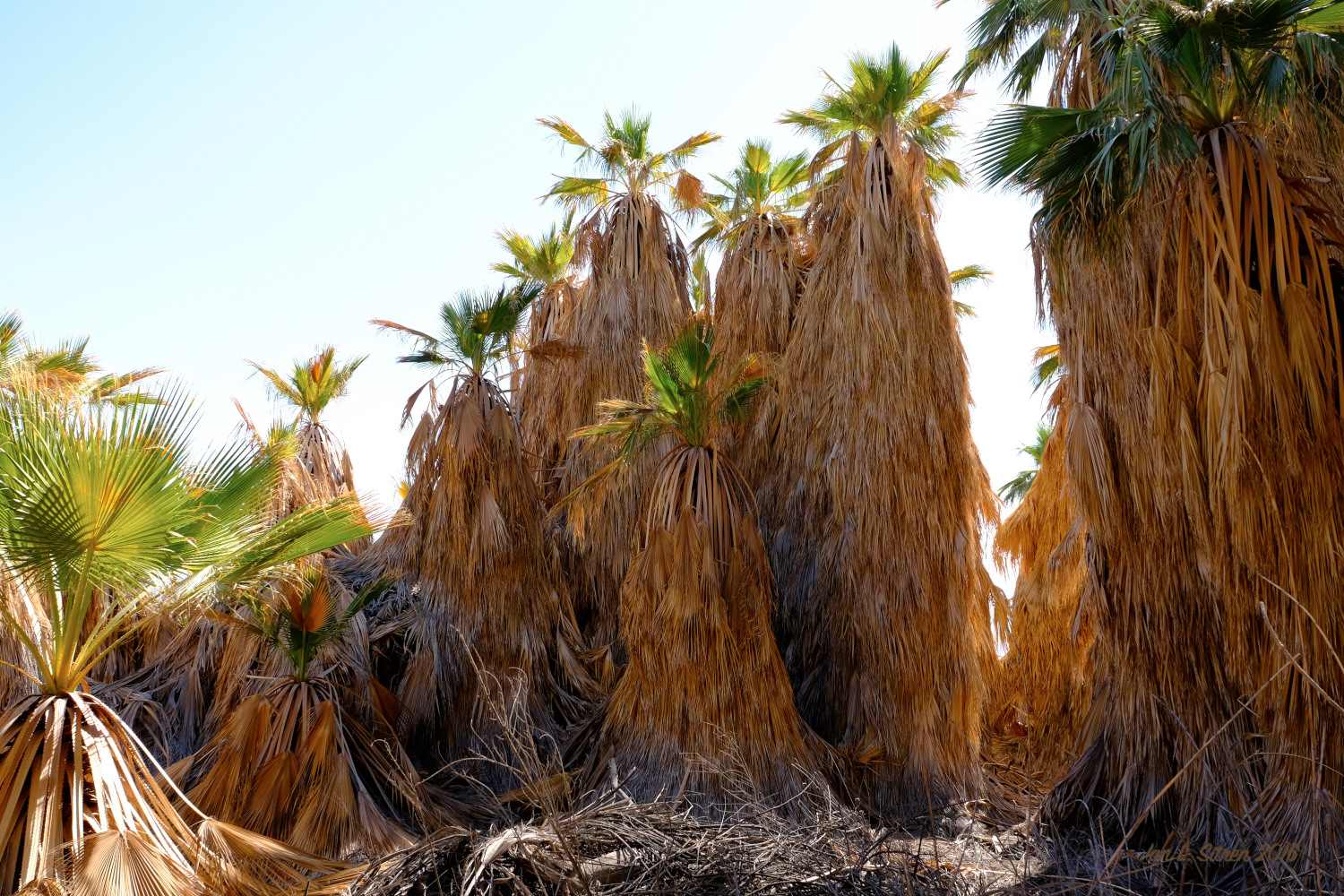 Salton_Sea-08_29-2016_DSF6019