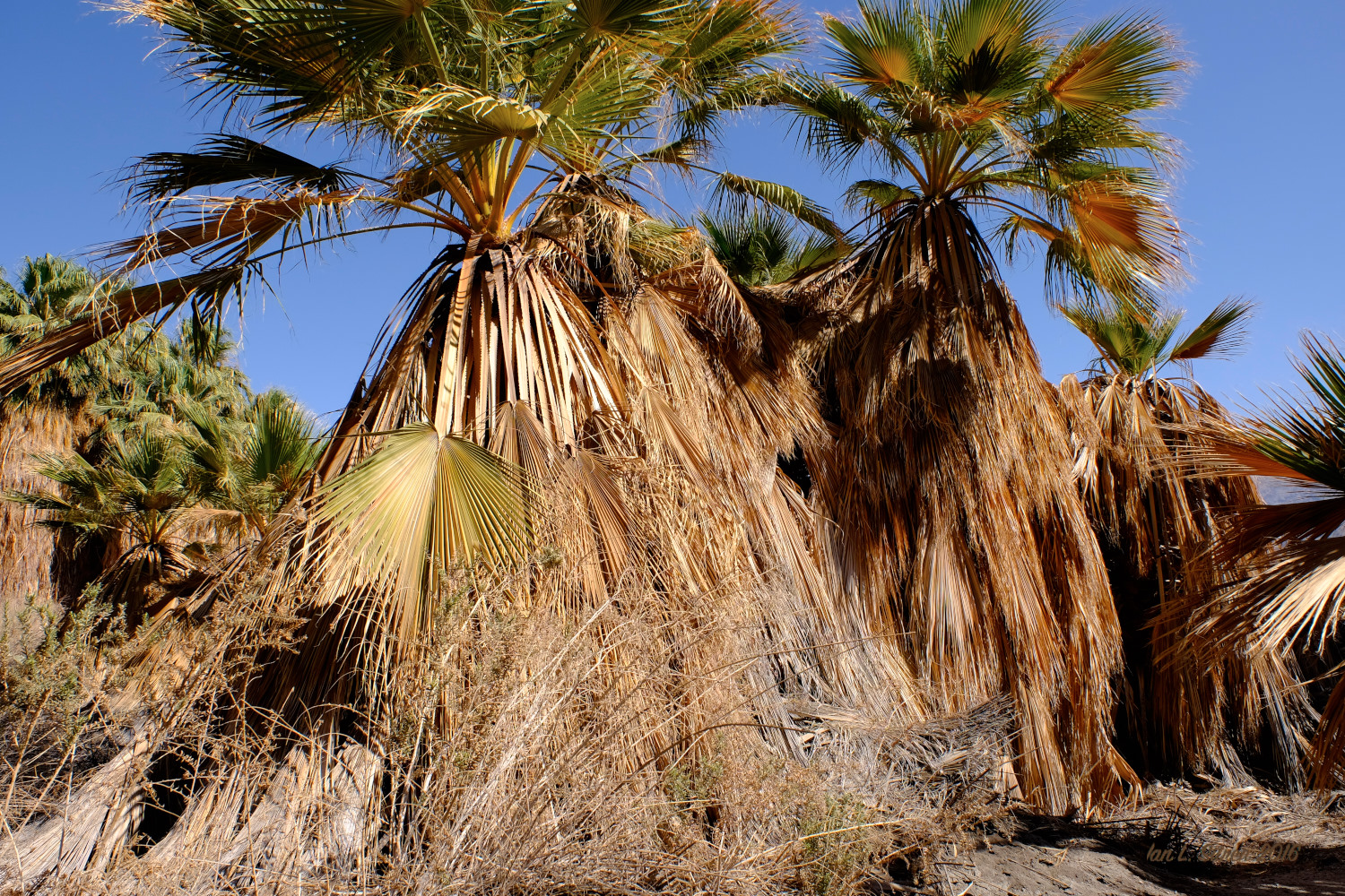 Salton_Sea-08_29-2016_DSF6024