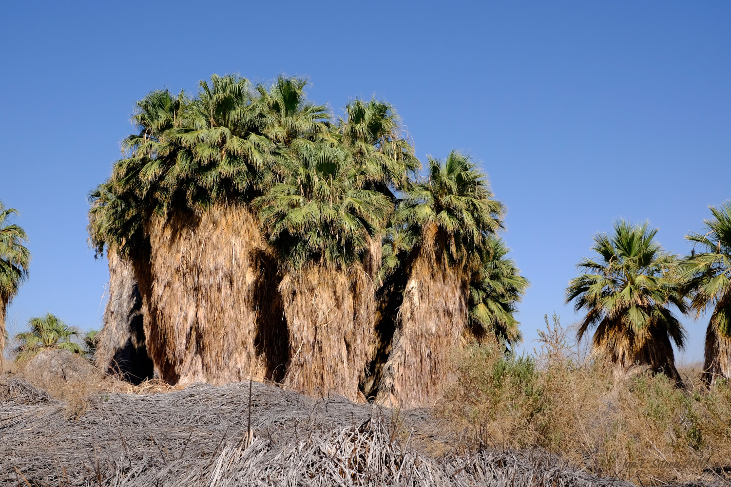 Salton_Sea-08_29-2016_DSF6030