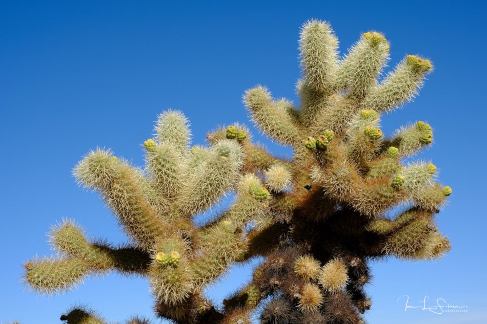 Cholla Cactus Garden