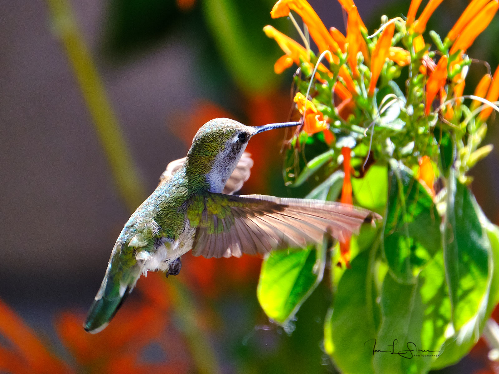Hummingbird