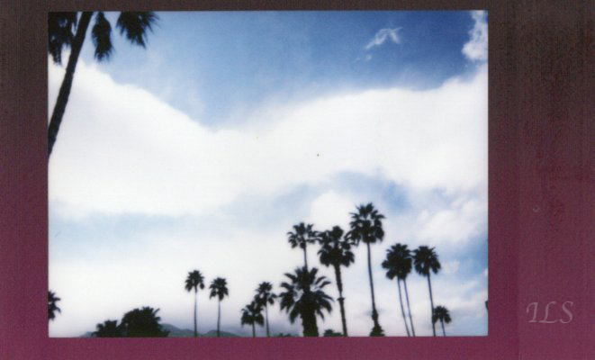 Palms Sheltering In Place