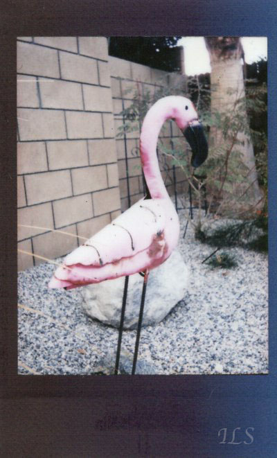 Pink Flamingo 03-19-2020 ILS
