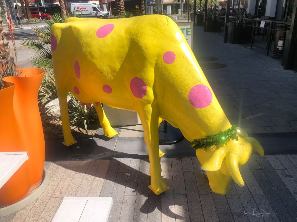 Yellow Cow-sm